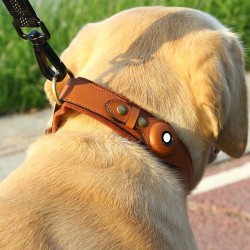 Dog Collar Accessory #009 Dog Collar Accessory #009